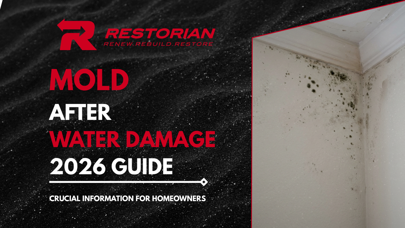 Mold After Water Damage